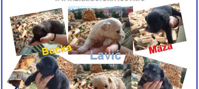 Akcija Besplatan vikend na Zlatiboru za one koji udome Lolino štene! Akcija Besplatan vikend na Zlatiboru za one koji udome Lolino štene!